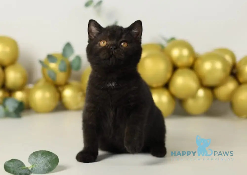 Aria British Shorthair Female Black Live Animals