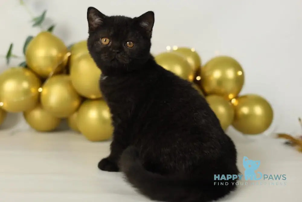 Aria British Shorthair Female Black Live Animals