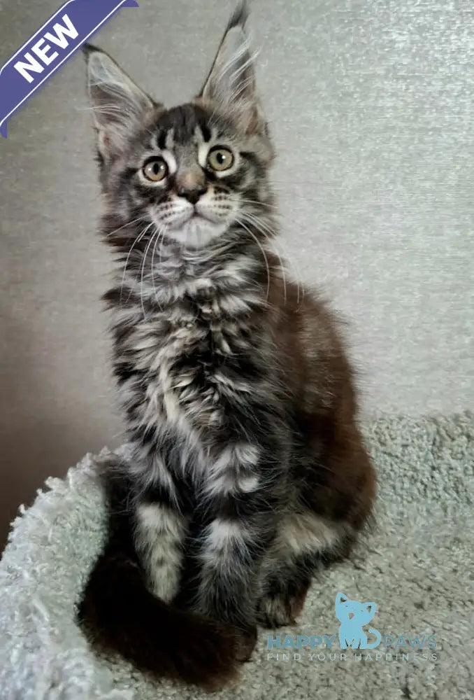 Asia Maine Coon Female Black Tabby Live Animals