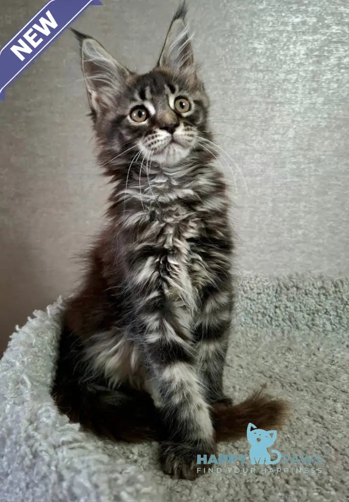 Asia Maine Coon Female Black Tabby Live Animals