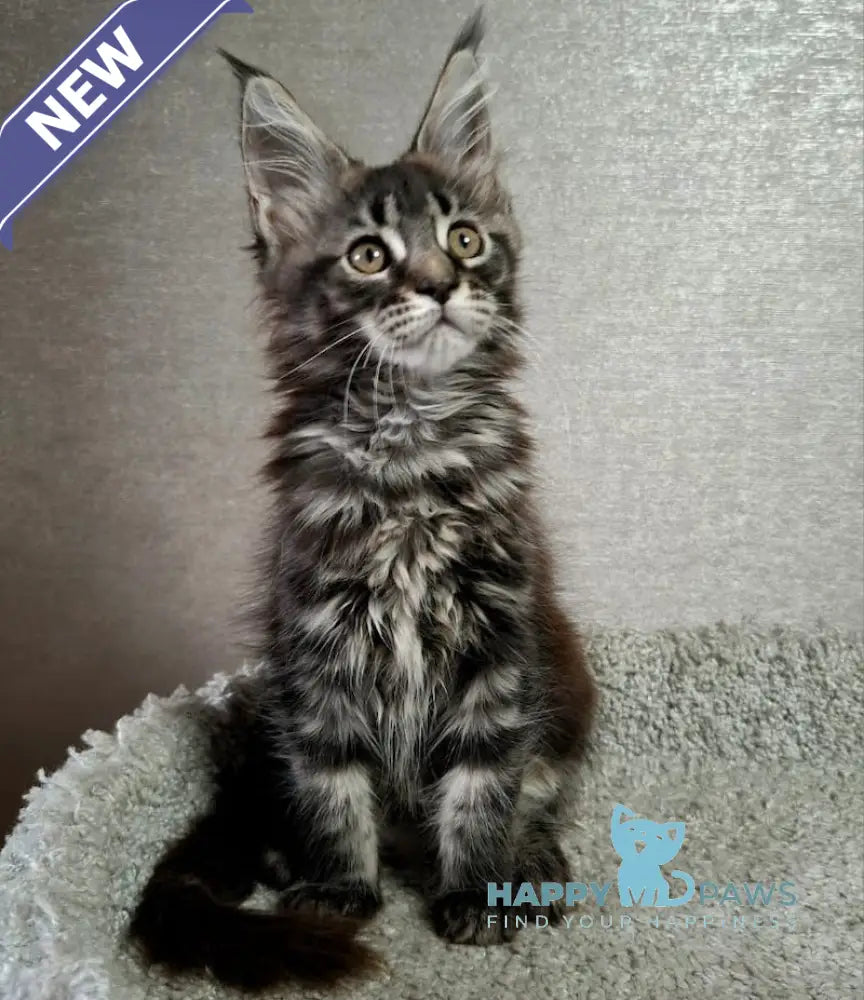 Asia Maine Coon Female Black Tabby Live Animals