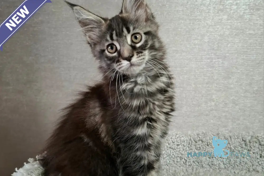 Asia Maine Coon Female Black Tabby Live Animals