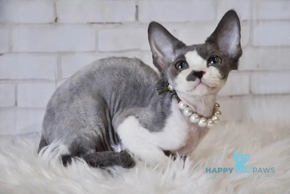 Asya Devon Rex Female Blue Bicolour Live Animals