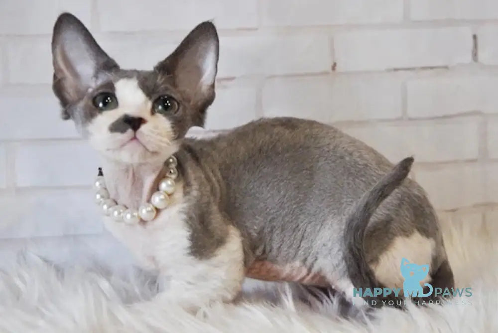 Asya Devon Rex Female Blue Bicolour Live Animals