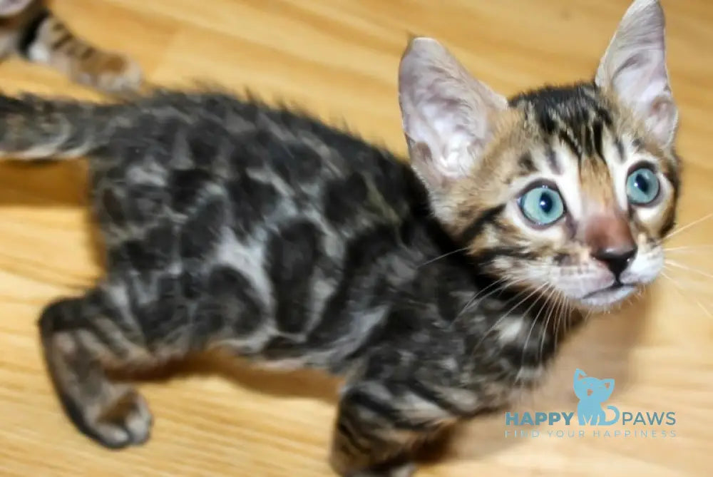 Attis Bengal Male Black Spotted Tabby Live Animals