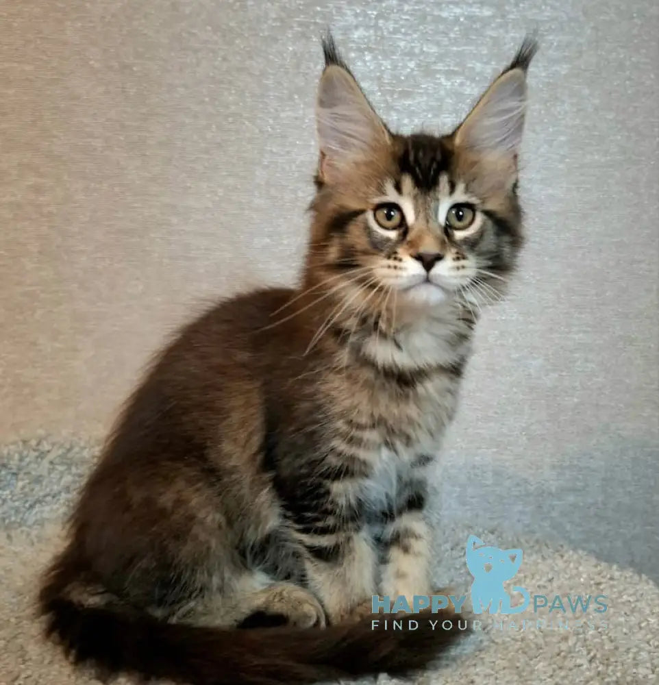 Aurora Maine Coon Female Black Ticked Tabby Live Animals