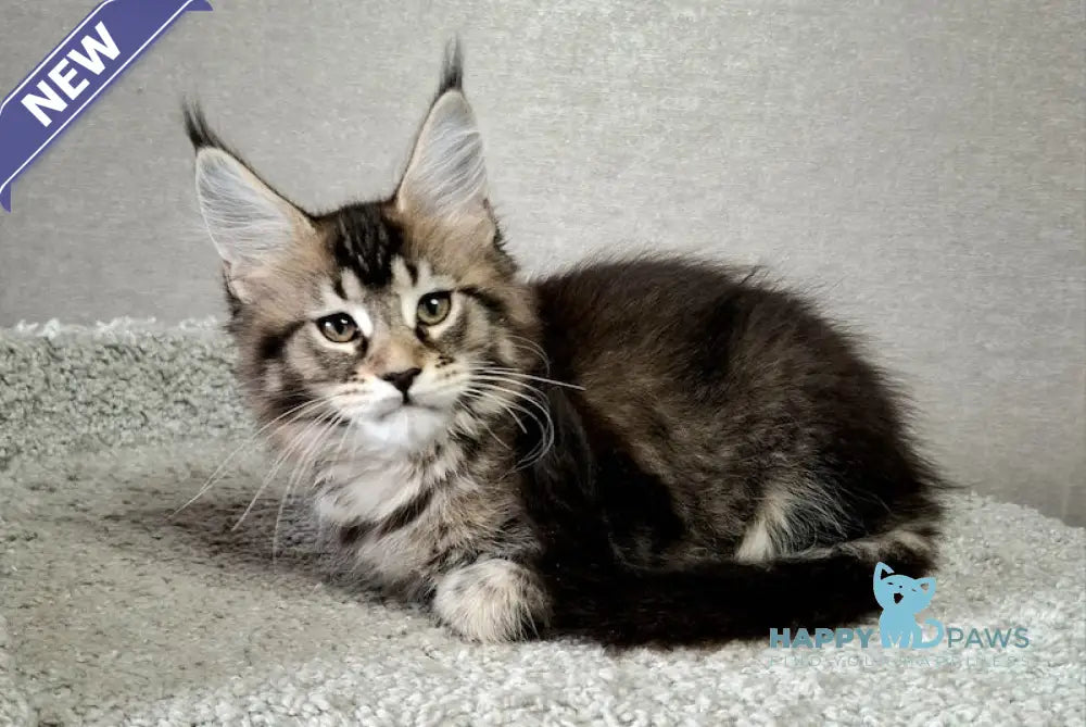 Aurora Maine Coon Female Black Ticked Tabby Live Animals