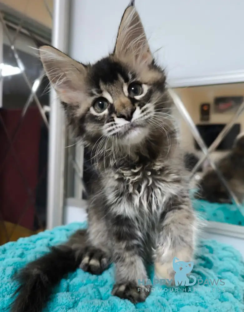 Aurora Maine Coon Female Black Tortie Ticked Tabby Live Animals