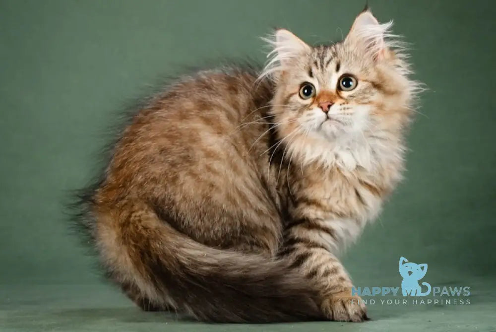 Aurora Siberian Female Black Spotted Tabby Live Animals