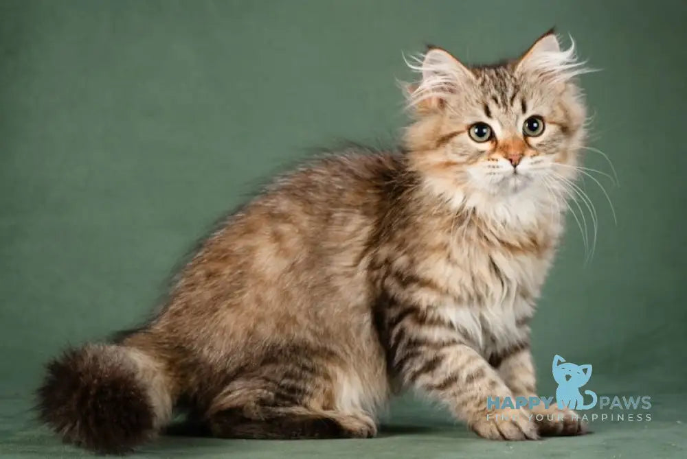 Aurora Siberian Female Black Spotted Tabby Live Animals