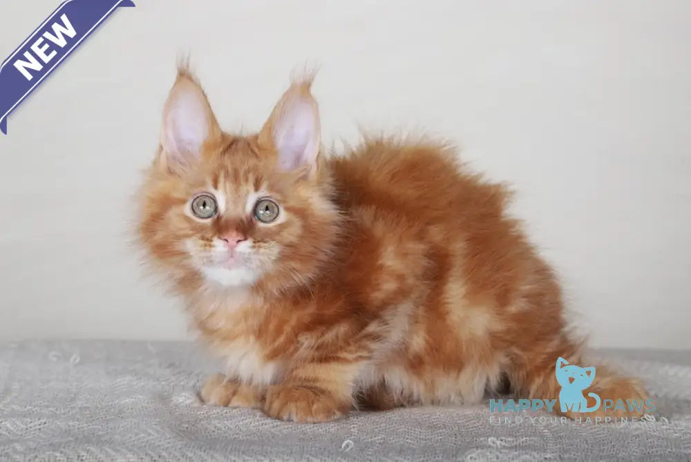 Avatar Maine Coon Polydactyl Male Red Tabby Live Animals