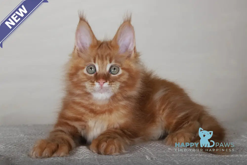 Avatar Maine Coon Polydactyl Male Red Tabby Live Animals