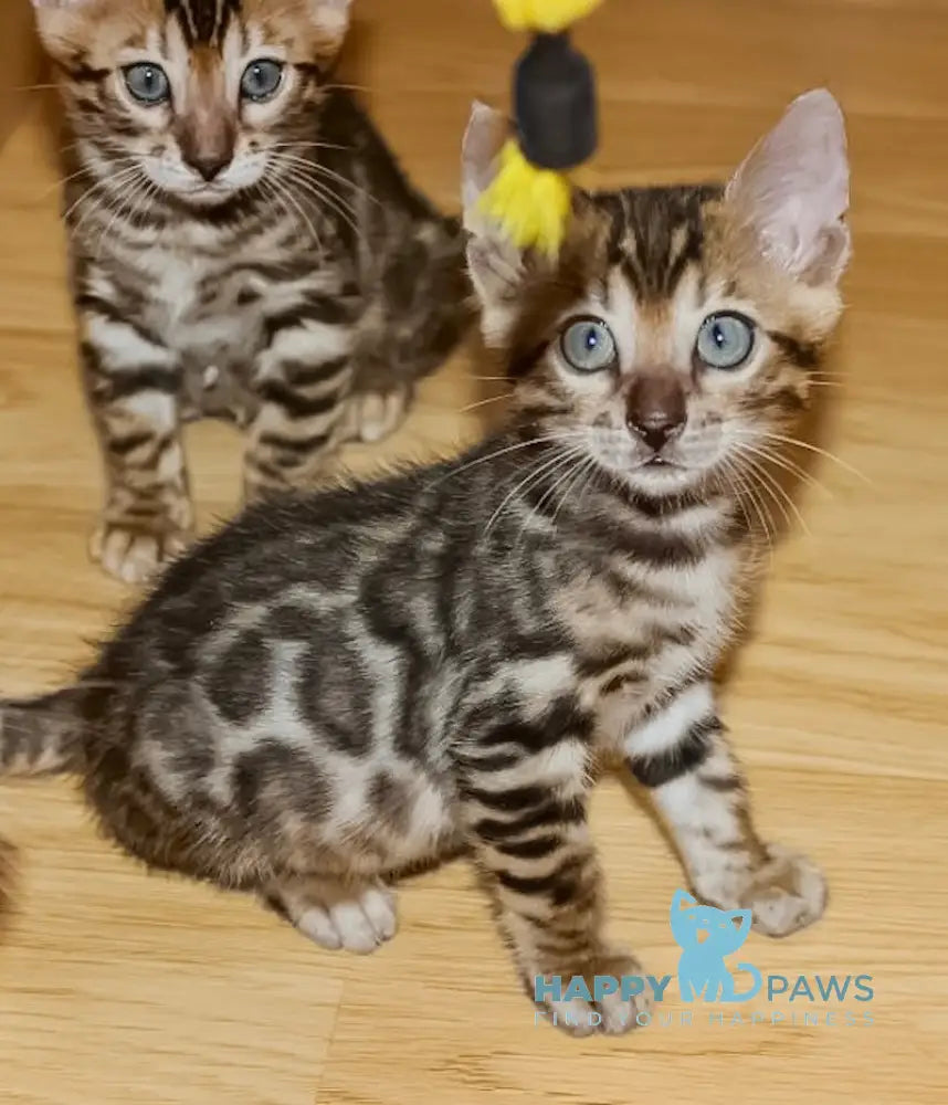 Axel Bengal Male Black Spotted Tabby Live Animals