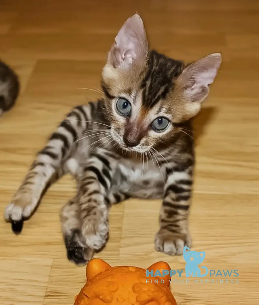 Axel Bengal Male Black Spotted Tabby Live Animals