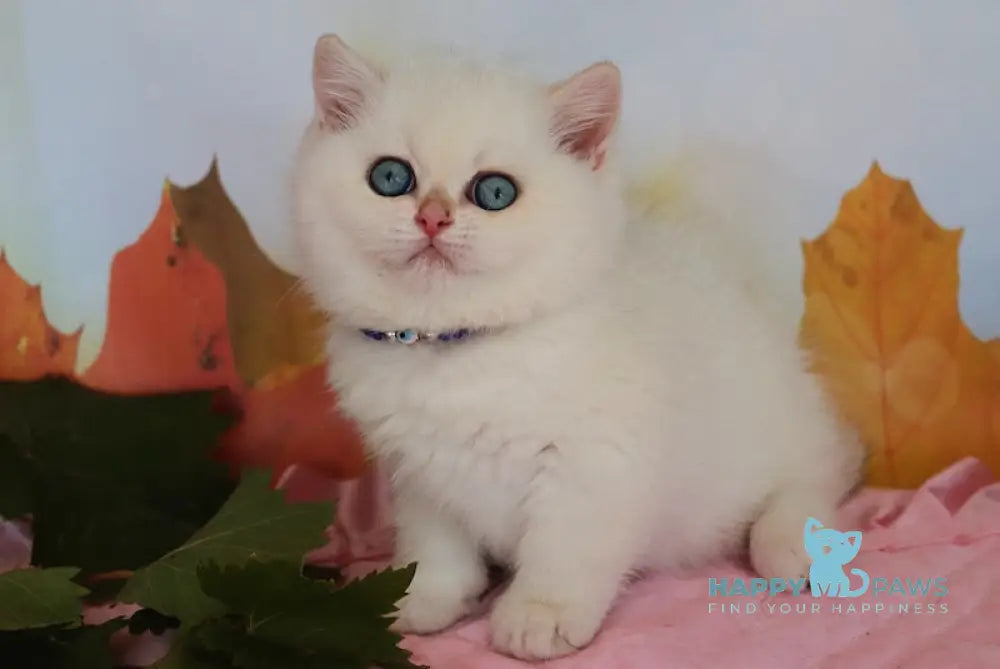 Baffi British Shorthair Male Black Golden Chinchilla Pointed Live Animals