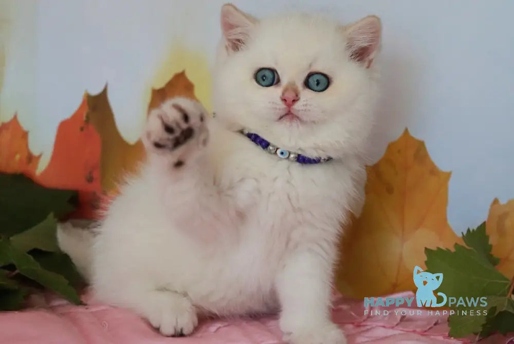 Baffi British Shorthair Male Black Golden Chinchilla Pointed Live Animals