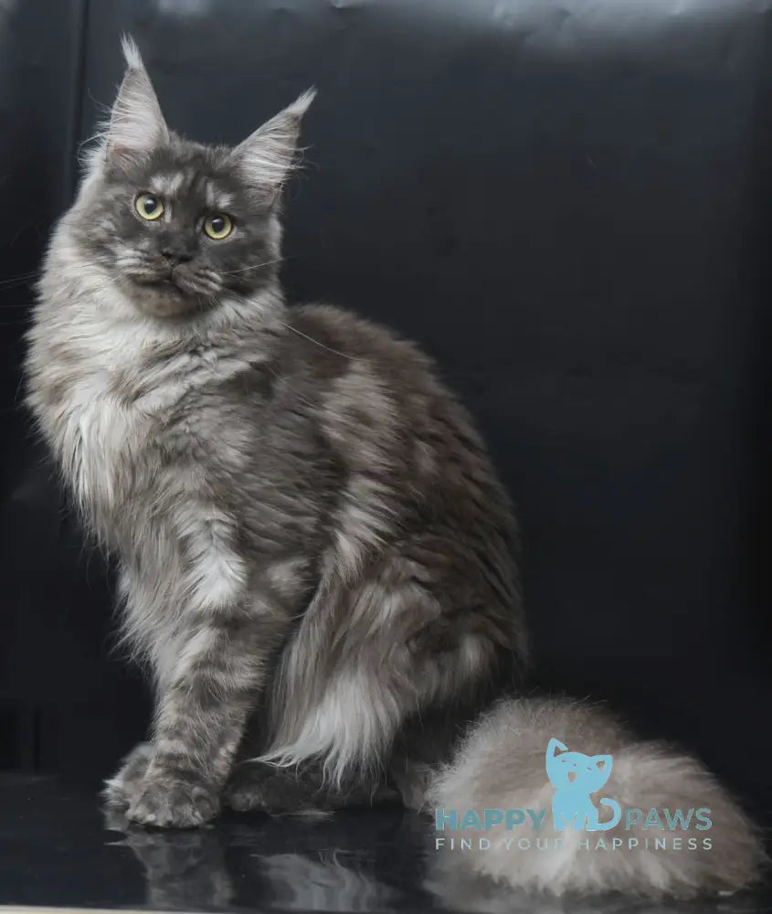 Bagheera Maine Coon female black smoke live animals