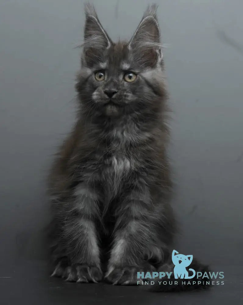 Bagheera Maine Coon female black smoke live animals