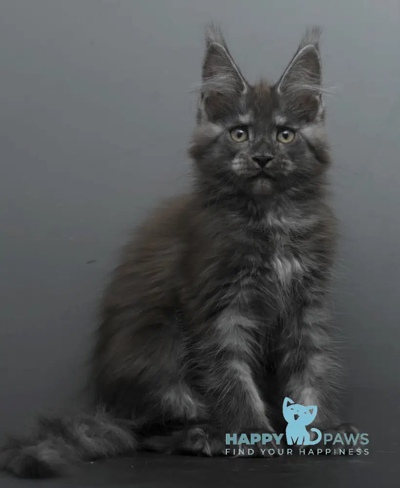 Bagheera Maine Coon female black smoke live animals