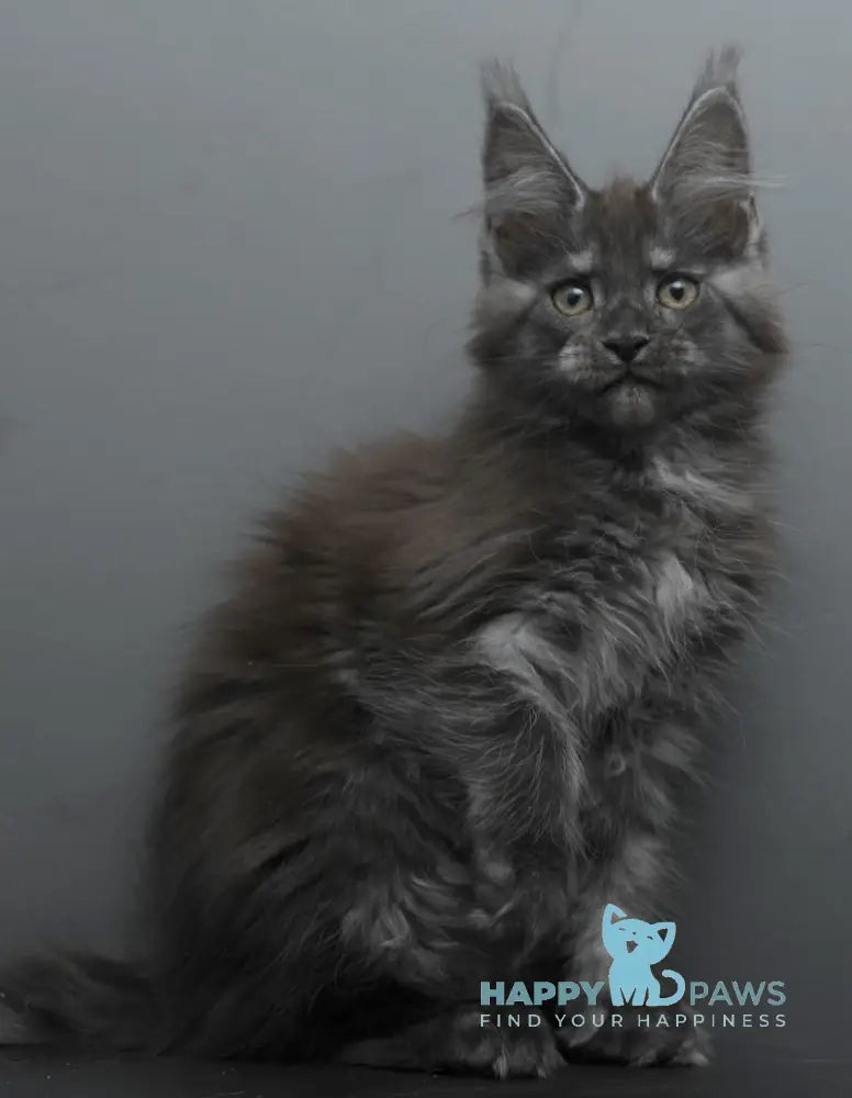 Bagheera Maine Coon female black smoke live animals