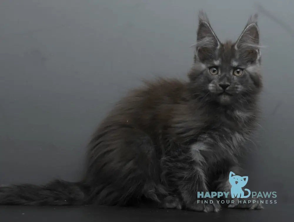 Bagheera Maine Coon female black smoke live animals