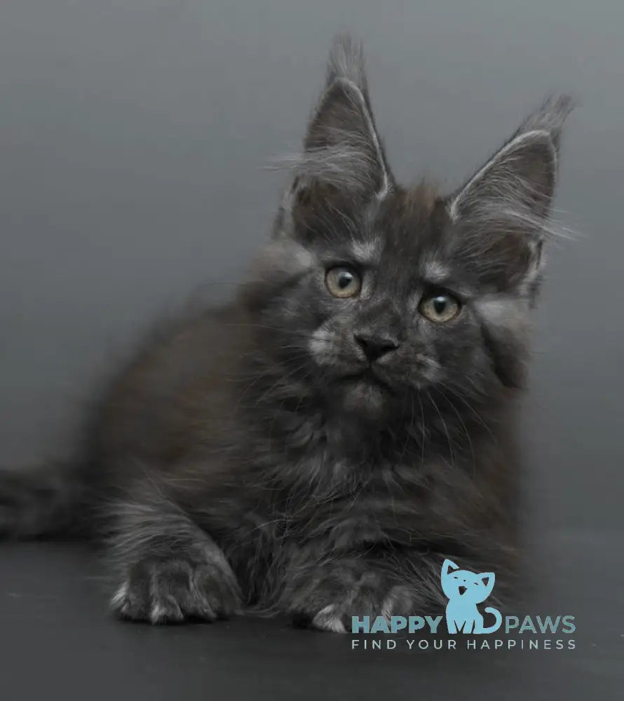 Bagheera Maine Coon female black smoke live animals