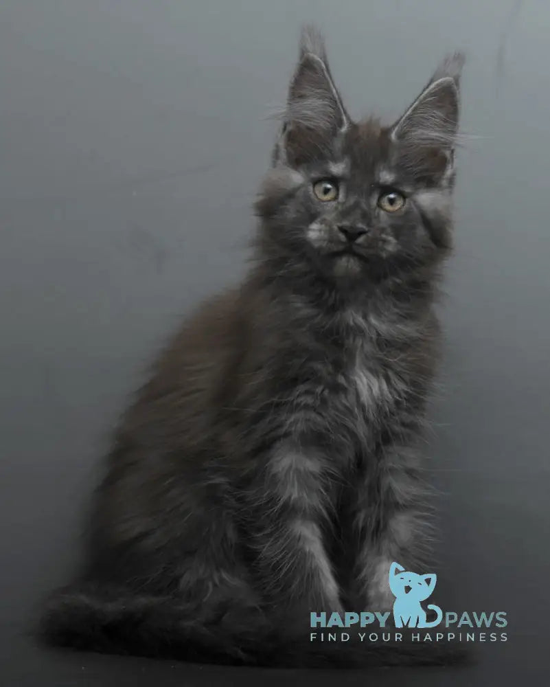 Bagheera Maine Coon female black smoke live animals