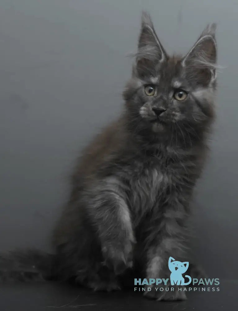 Bagheera Maine Coon female black smoke live animals