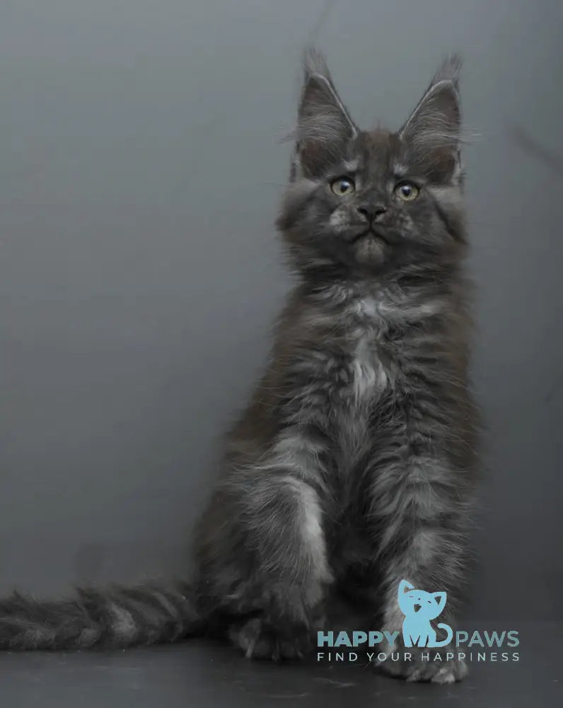 Bagheera Maine Coon female black smoke live animals