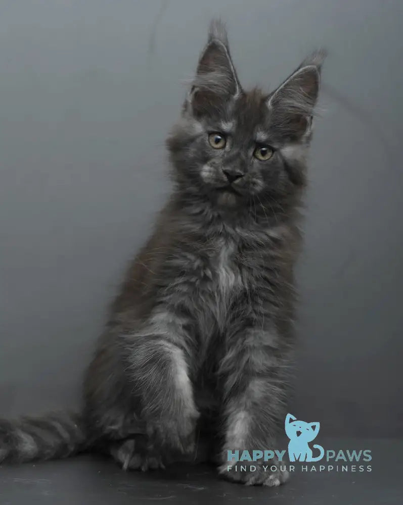 Bagheera Maine Coon female black smoke live animals