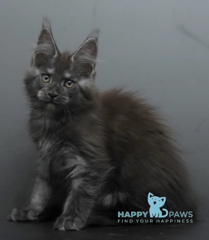 Bagheera Maine Coon female black smoke live animals