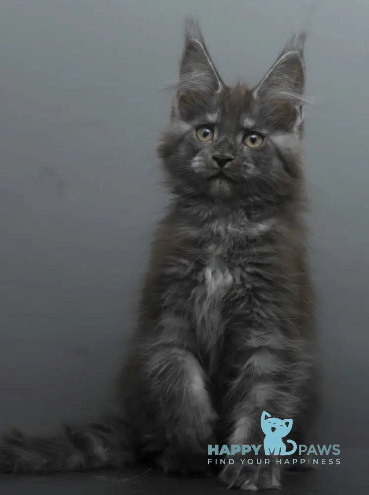 Bagheera Maine Coon female black smoke live animals