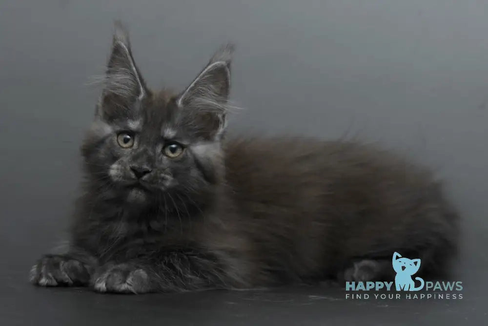 Bagheera Maine Coon female black smoke live animals