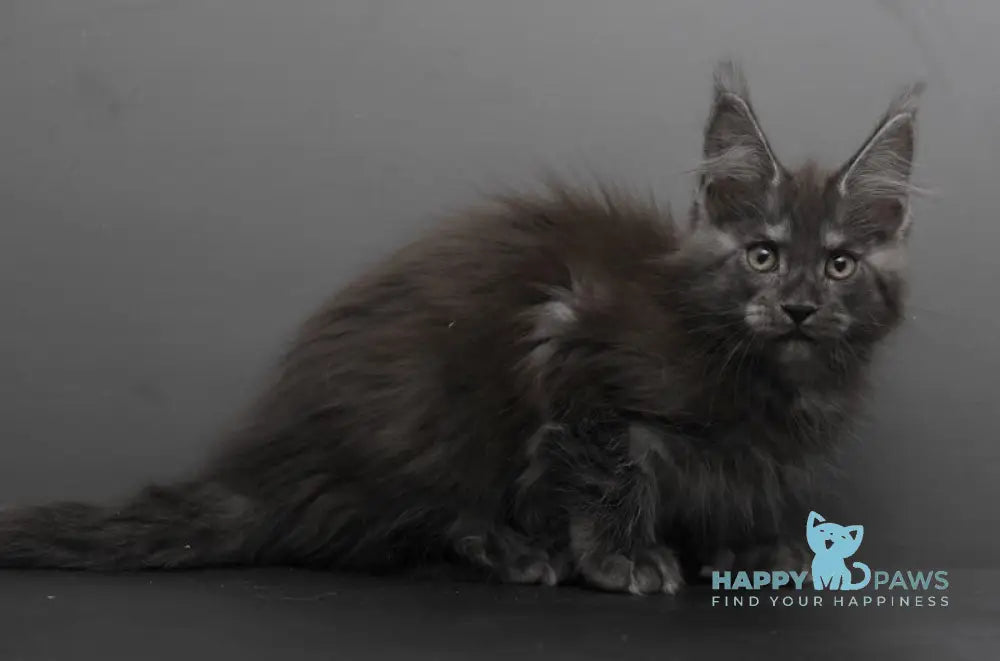 Bagheera Maine Coon female black smoke live animals