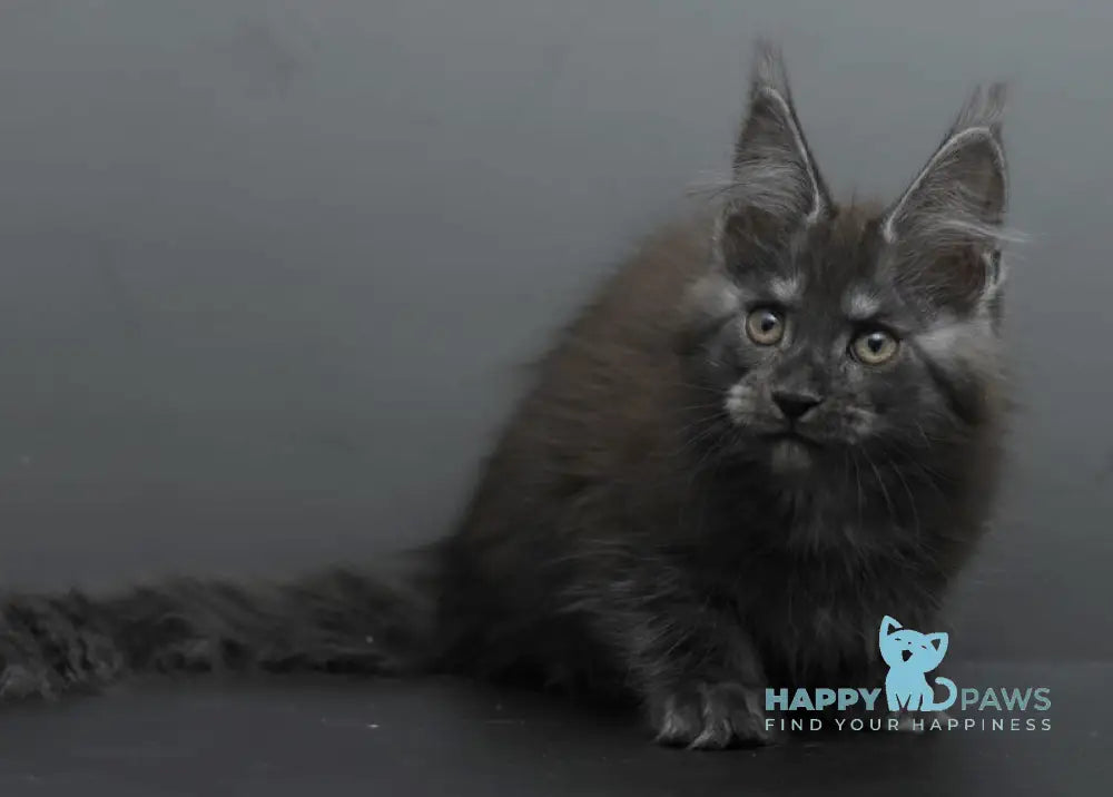 Bagheera Maine Coon female black smoke live animals