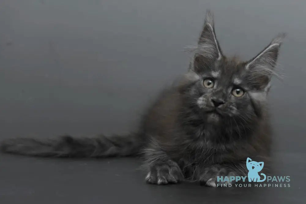 Bagheera Maine Coon female black smoke live animals