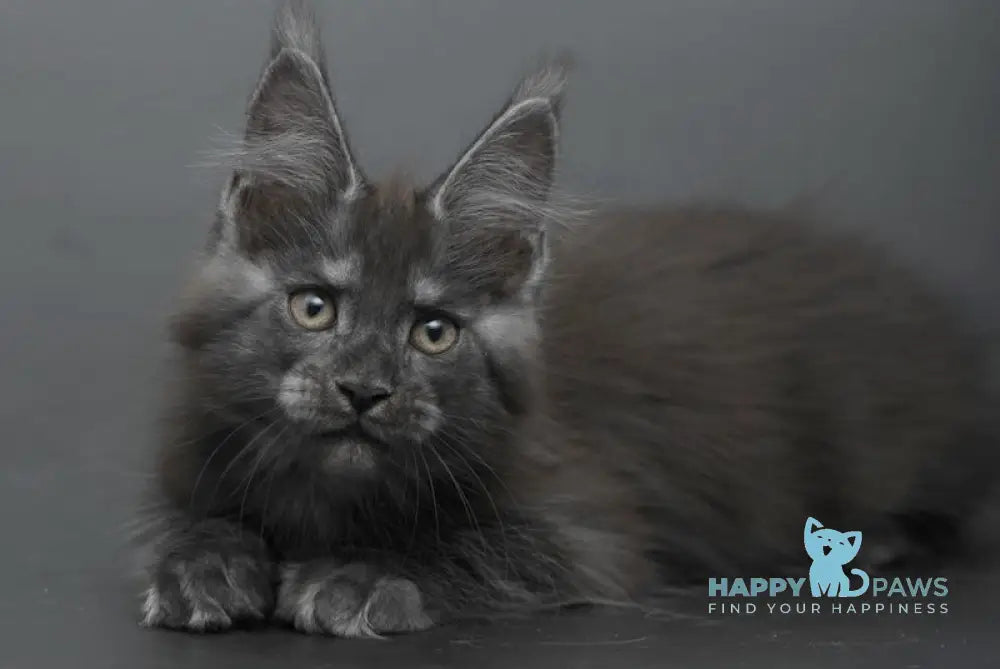 Bagheera Maine Coon female black smoke live animals