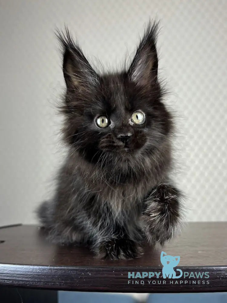 Bagira Maine Coon Female Black Live Animals