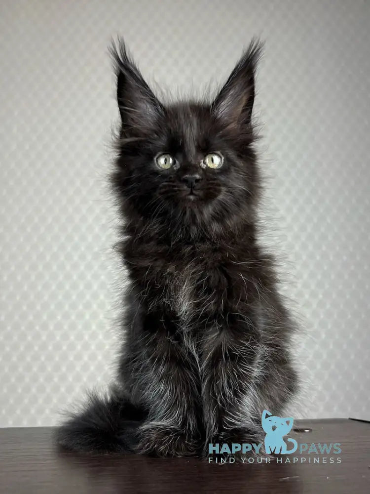 Bagira Maine Coon Female Black Live Animals