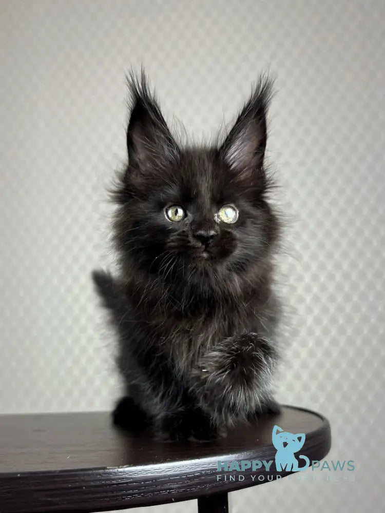 Bagira Maine Coon Female Black Live Animals