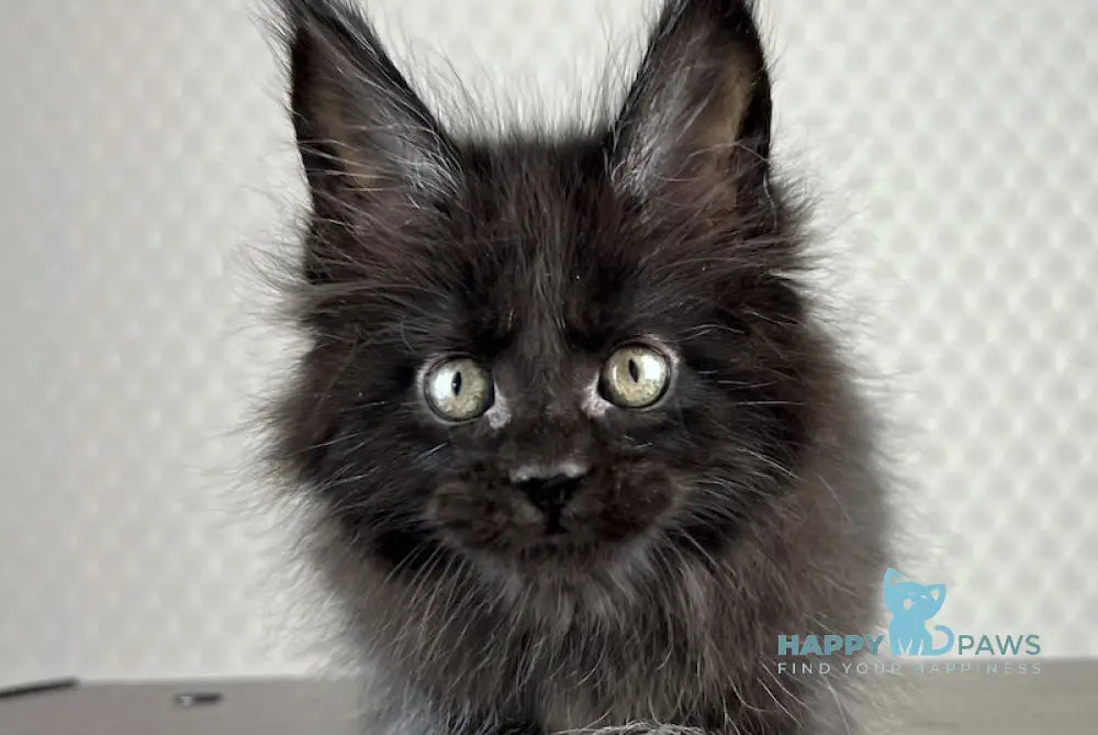 Bagira Maine Coon Female Black Live Animals