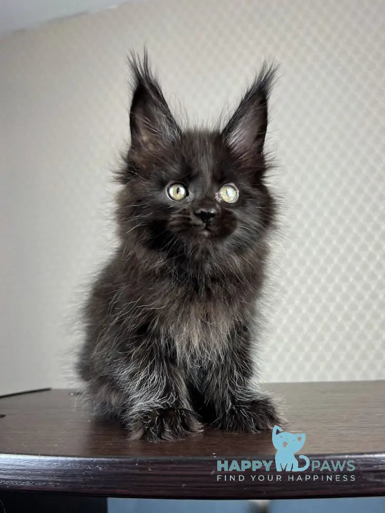 Bagira Maine Coon Female Black Live Animals