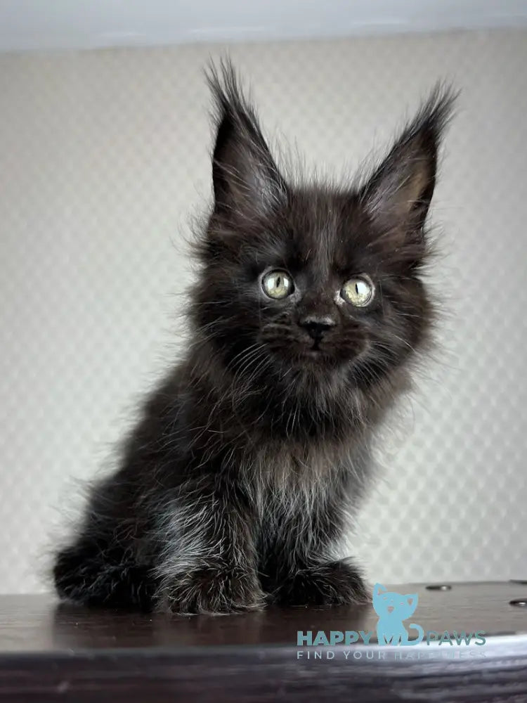 Bagira Maine Coon Female Black Live Animals