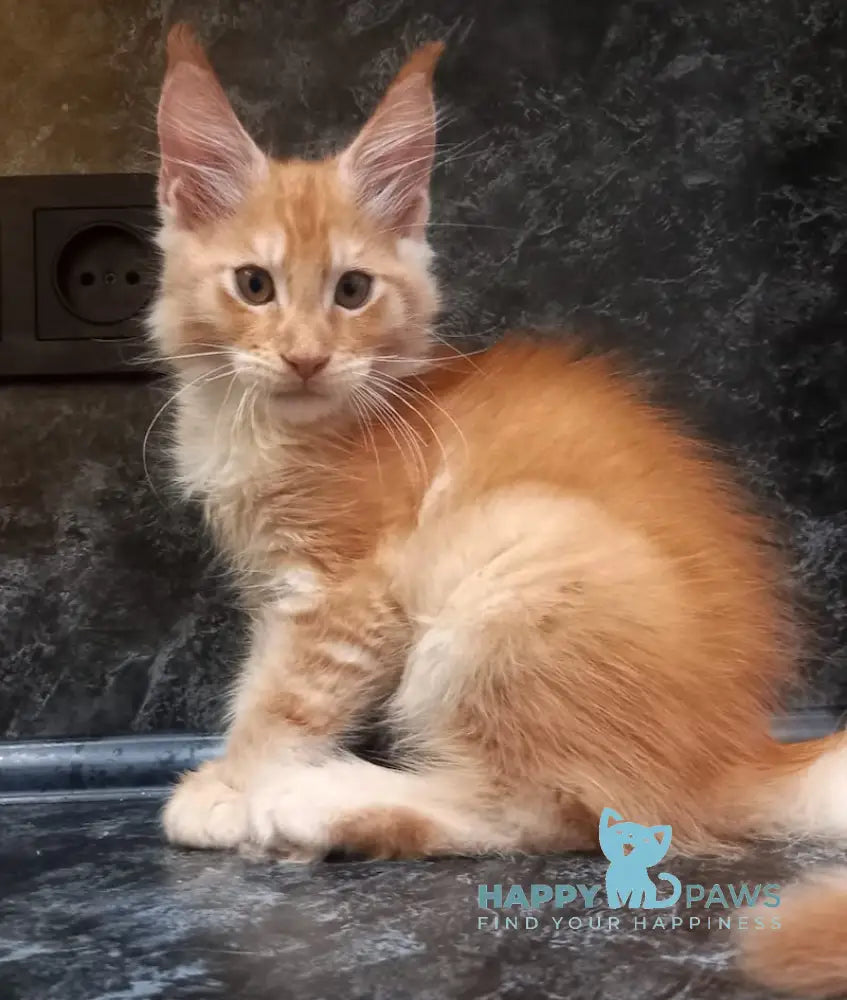 Bagram Maine Coon Male Red Silver Tabby Live Animals