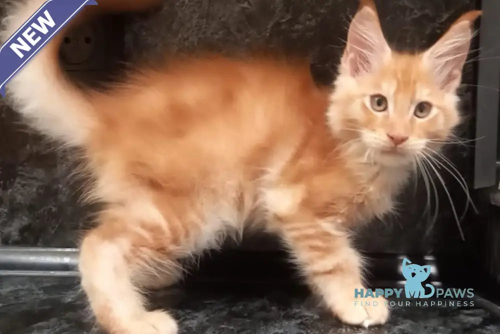 Bagram Maine Coon Male Red Silver Tabby Live Animals