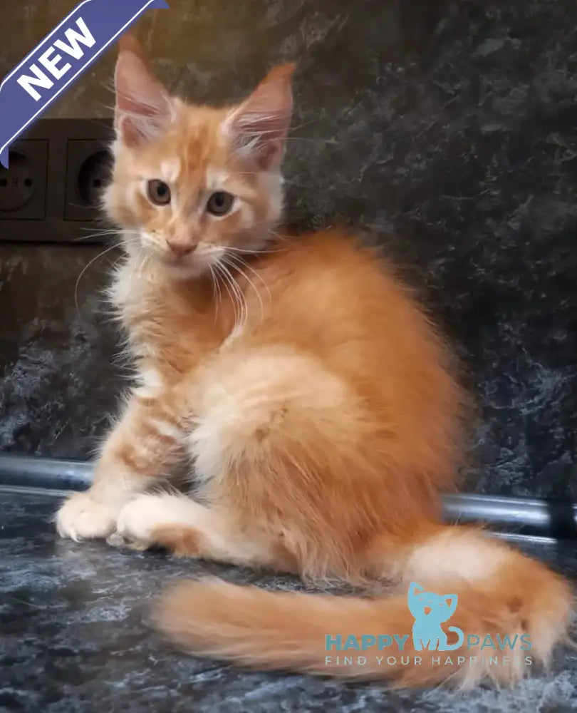 Bagram Maine Coon Male Red Silver Tabby Live Animals