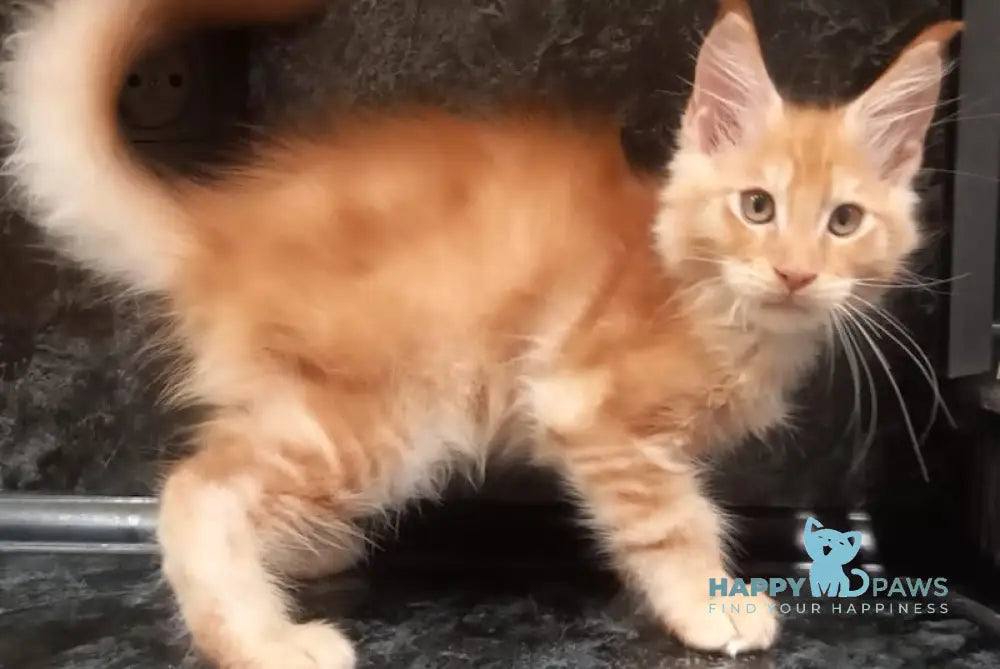 Bagram Maine Coon Male Red Silver Tabby Live Animals