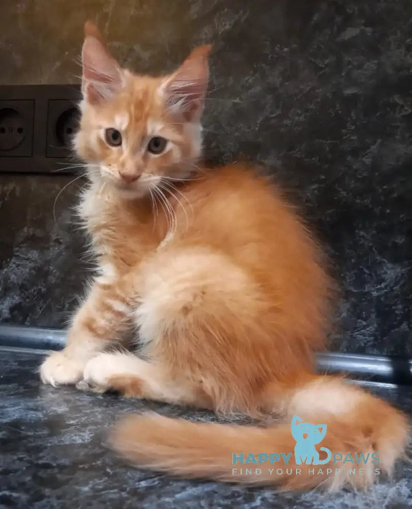 Bagram Maine Coon Male Red Silver Tabby Live Animals