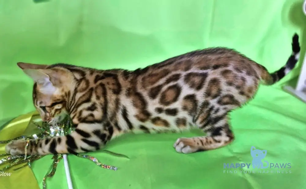 Bakop Bengal Male Black Spotted Tabby Live Animals