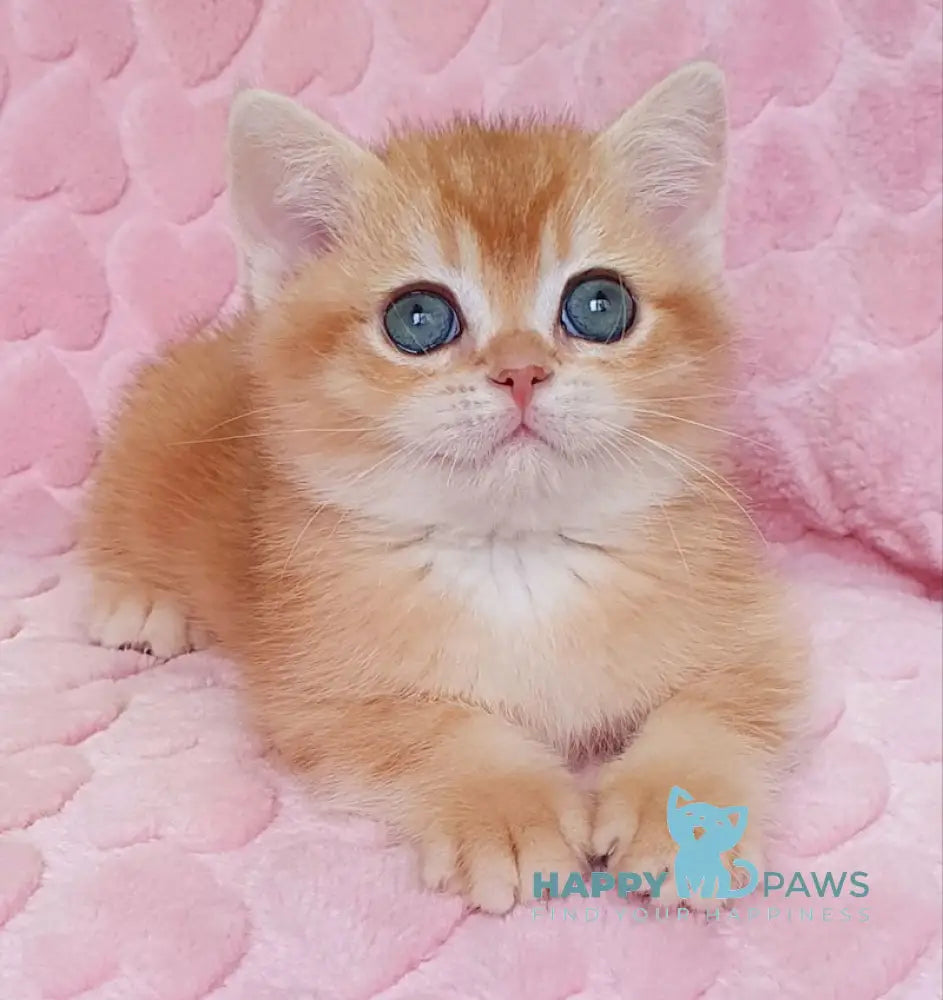 Barbaris British Shorthair Male Black Golden Chinchilla Live Animals